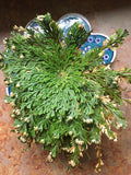 Rose of Jericho-Prosperity, Protection, Communication