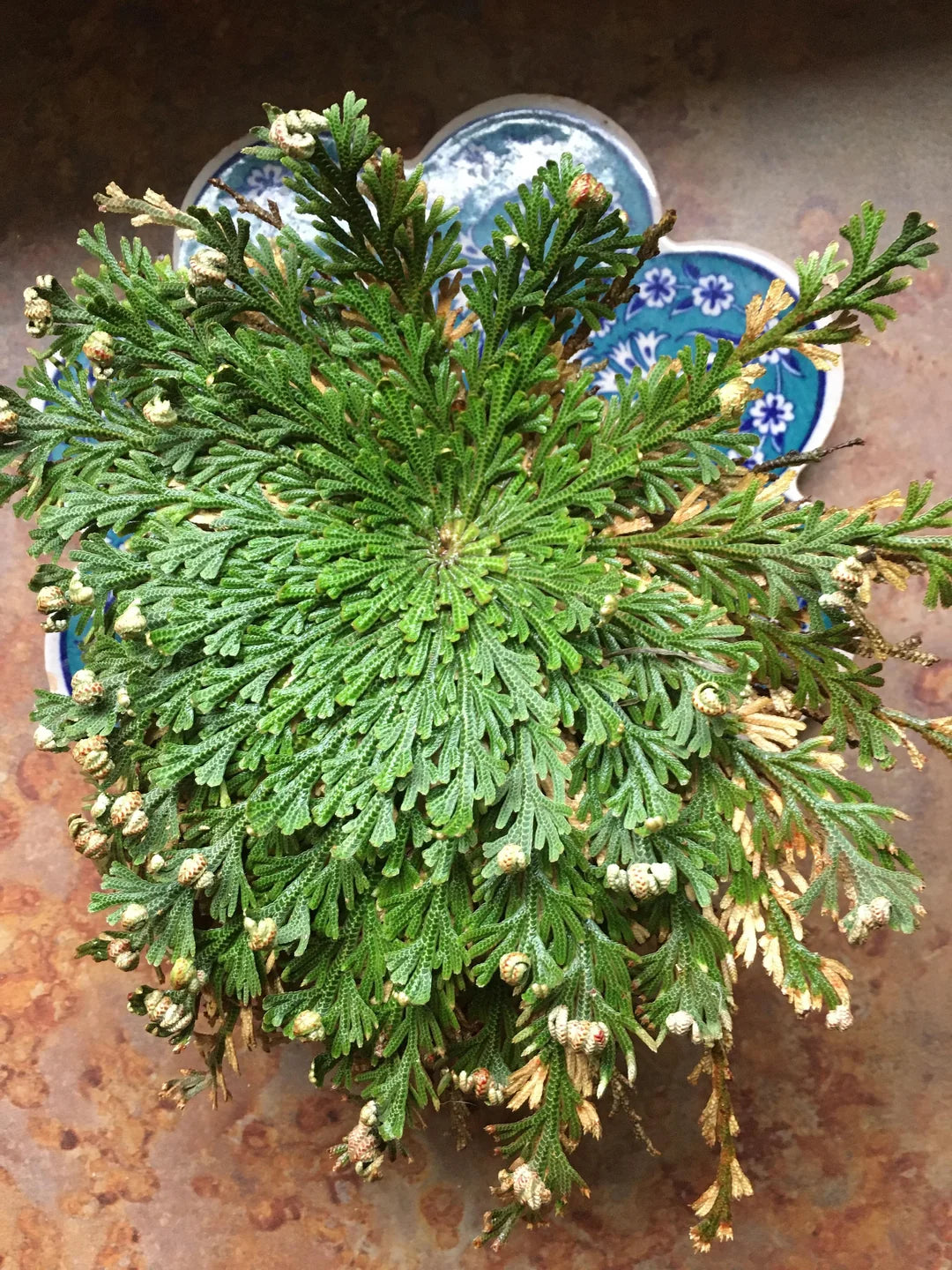 Rose of Jericho-Prosperity, Protection, Communication