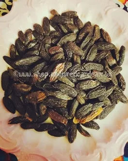 7 Tonka Beans WITH Red Mojo Bag-Love, Desire, Romance, Sex