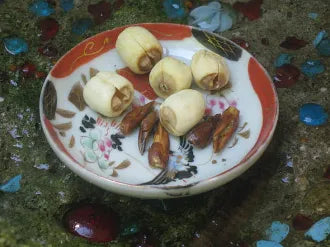 Adam & Eve Root Pair-Keeps Love & Relationships Strong