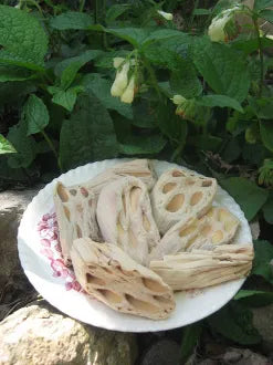 Lotus Root-Protection, Love, Divine Connection