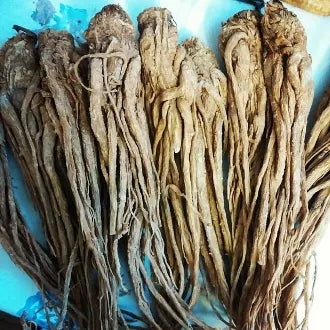 Whole Master Root 8 Inch-St. Michael-Protection, Power, Luck