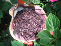 Alkanet Root-Prosperity, Purification, Protection, Gambling