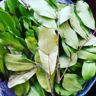 Abre Camino Leaves-Open Roads, Opportunity, Good Luck