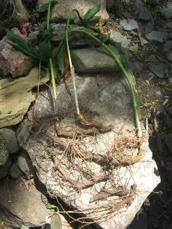 Whole Solomon Seal Roots-Protection, Success, Prosperity