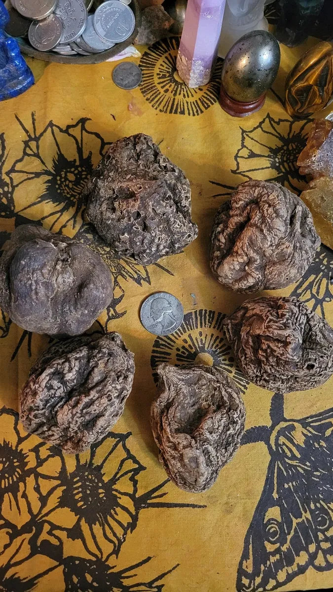 EXTRA Large High John Root-Success, Power, Prosperity, Drawing