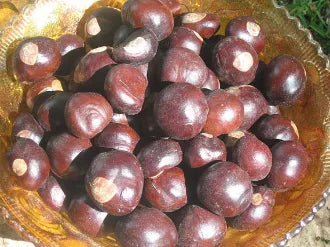 5 Buckeyes-Money, Gambling, Luck, Potency, Business, Fertility