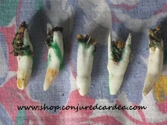 Loaded Alligator Tooth-Charm for Money, Success, Prosperity