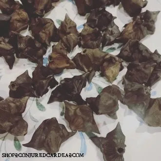 Devil Nut-Set of 10-Good Luck, Protection, Breaks Jinxes, Hexes