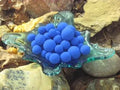 Mexican Anil-Bluing-Gambling, Drawing, Purification, Protection