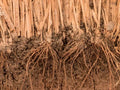 Khus Khus Root-Love, Money, Protection, Jinx Removal