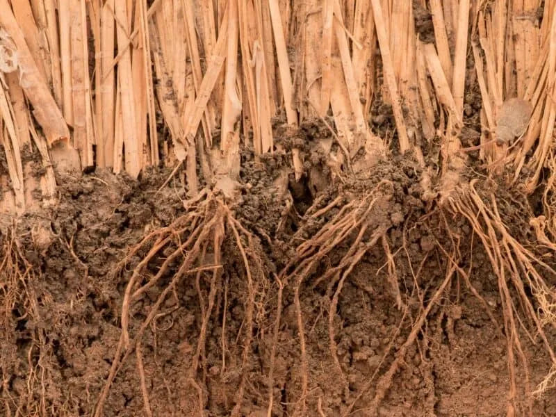 Khus Khus Root-Love, Money, Protection, Jinx Removal