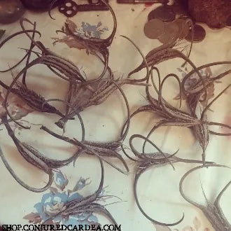 Devil's Claw-Set of 2-Road Opener, Attraction, Protection, Prosperity